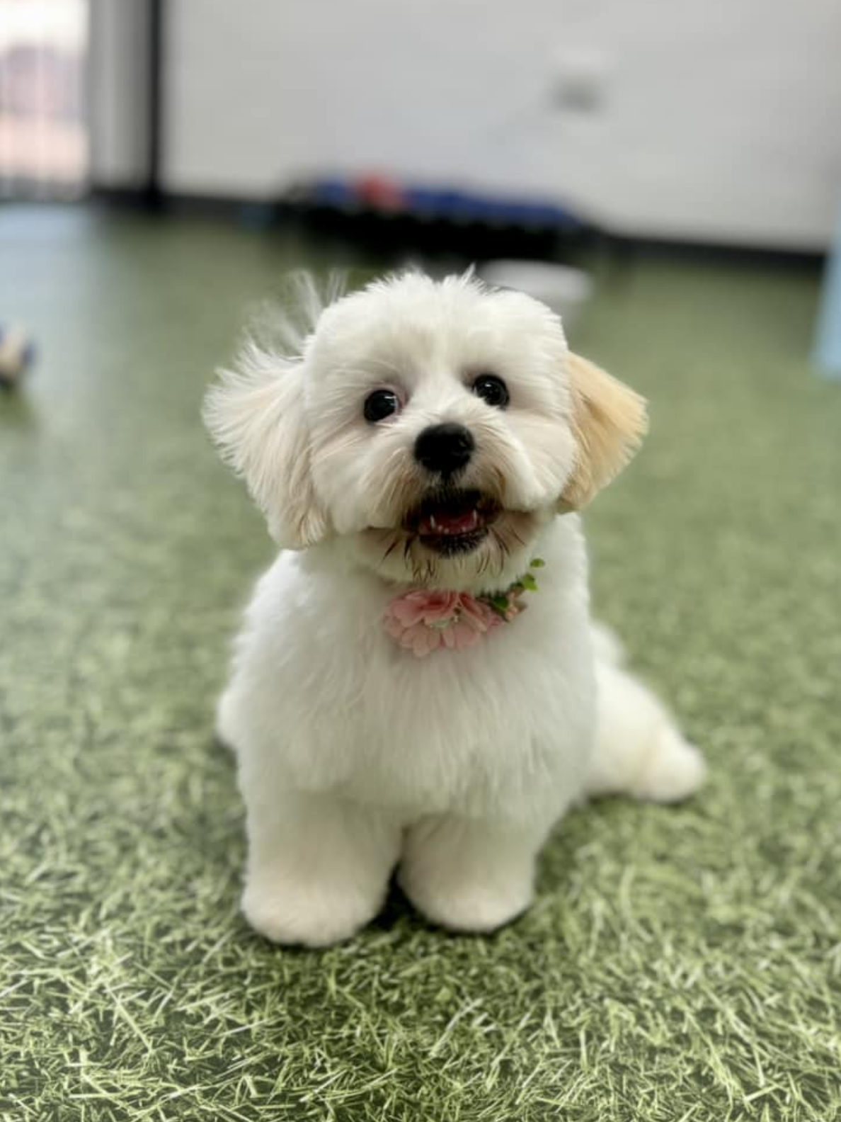 Fluffy puppy fashion grooming